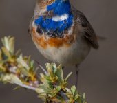 blue-robin-blauwborst-20042012-katwijk-arnoldmeijer-287c0689
