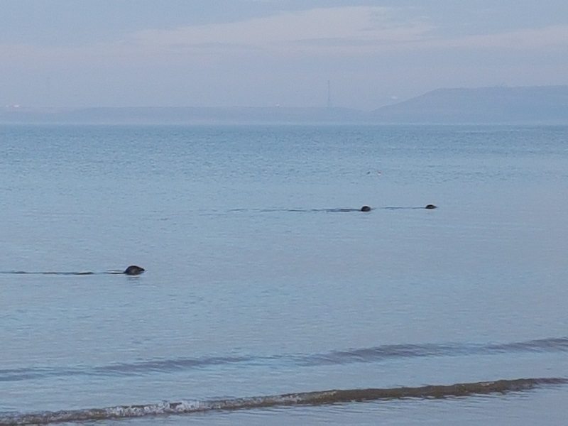 Zeehonden voor strand Rockanje!