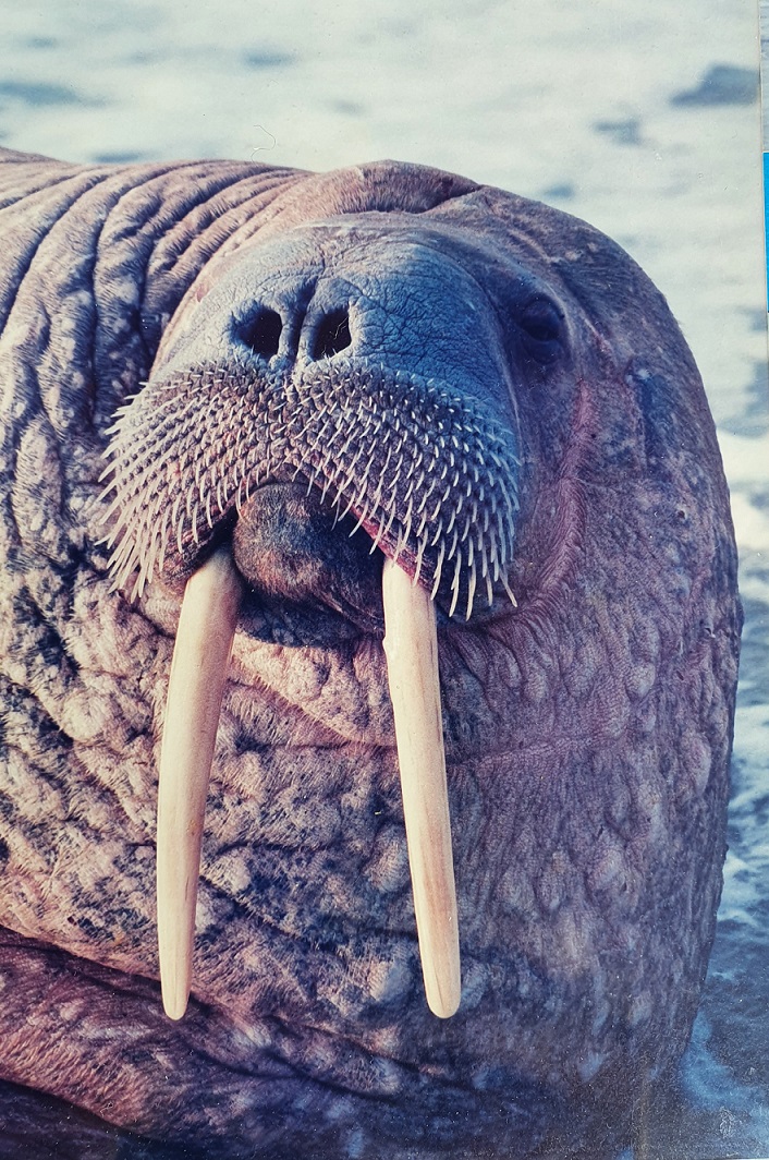 stranding walrus op Ameland