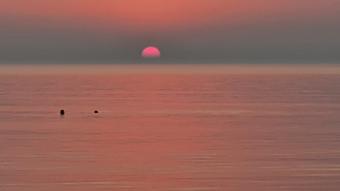 Zeehonden bij ondergaande zon.