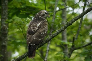 Buizerd