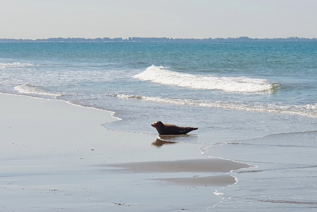 Zeehond op druk strand Maasvlakte2