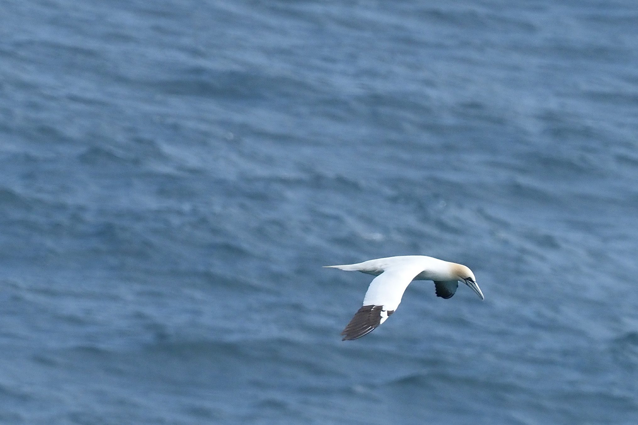 Grootste boreale zeevogel: Jan van Gent