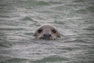 nieuwsgierige zeehond