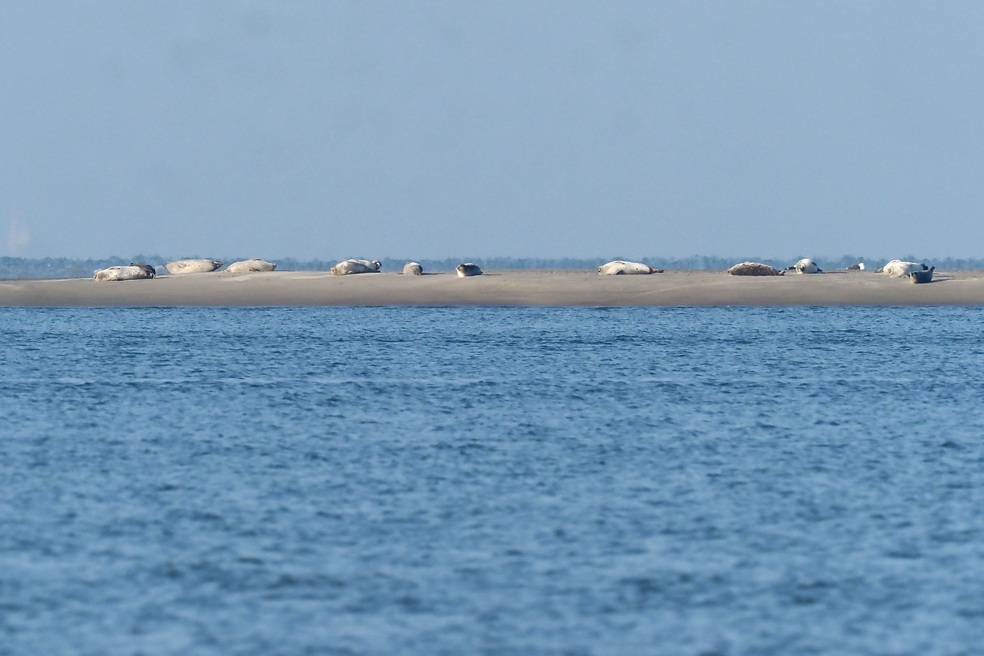 Elke dag kan je tientallen zeehonden waarnemen als je goed kijkt