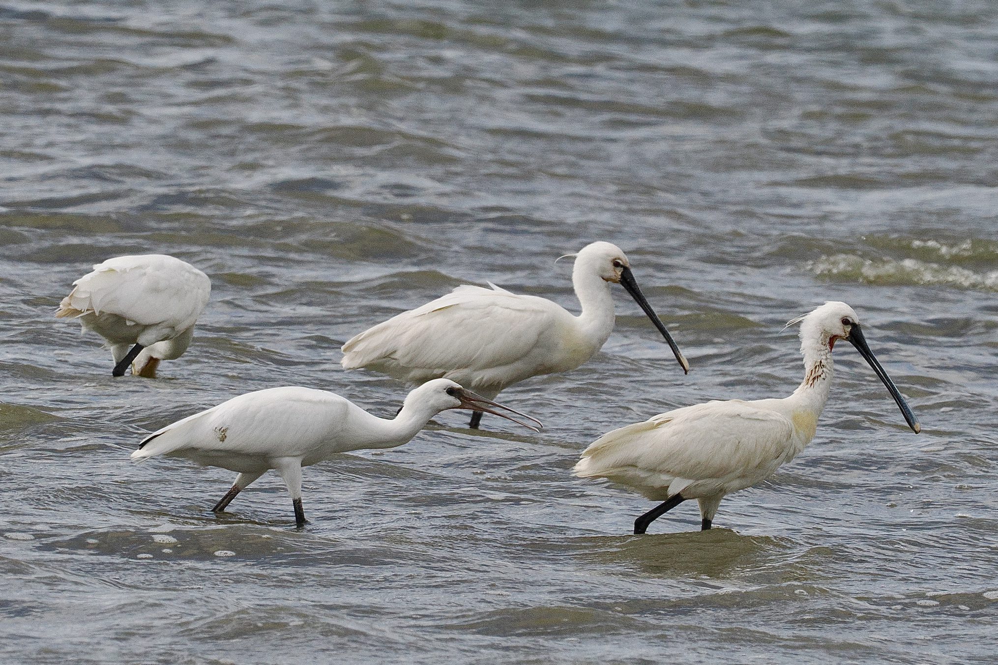 lepelaars aan het foerageren op het strand van Voorne