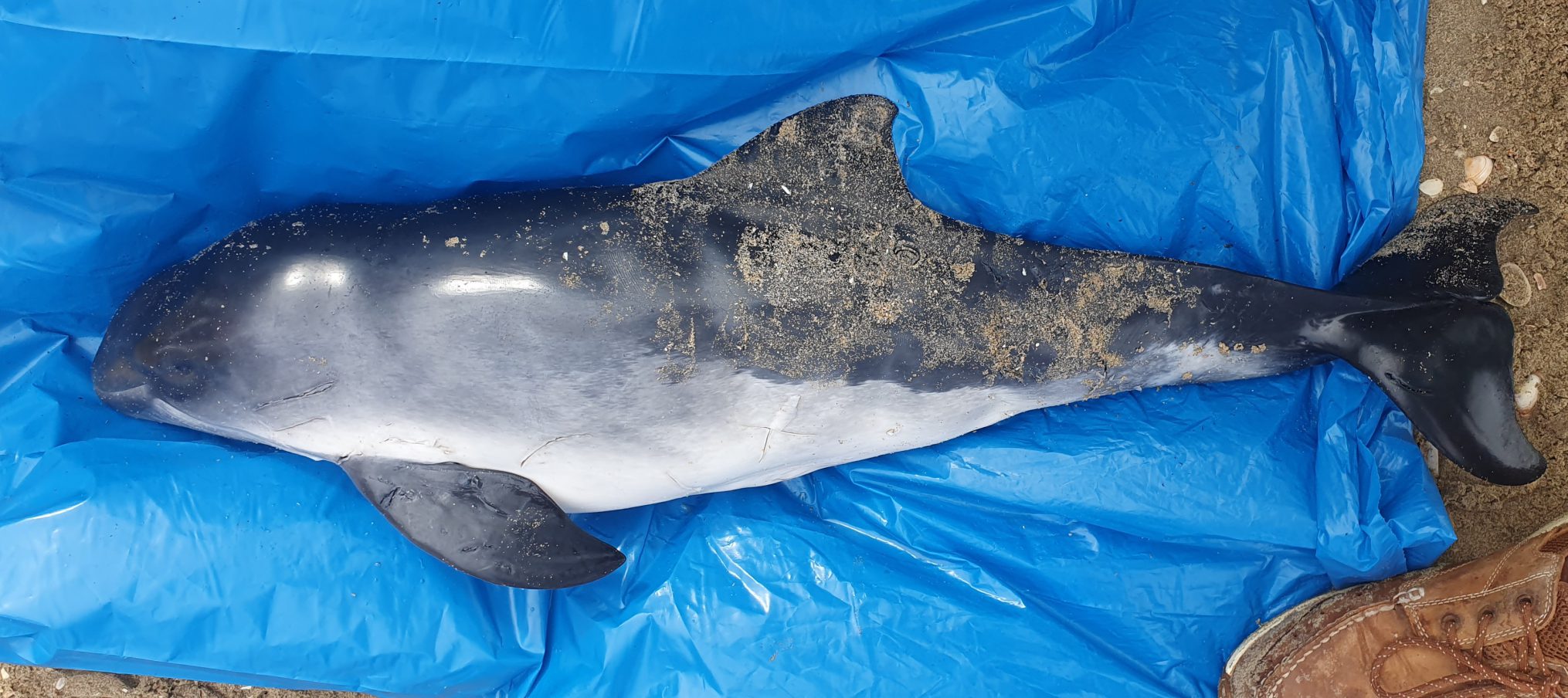 Voorlopig verslag onderzoek dode bruinvis