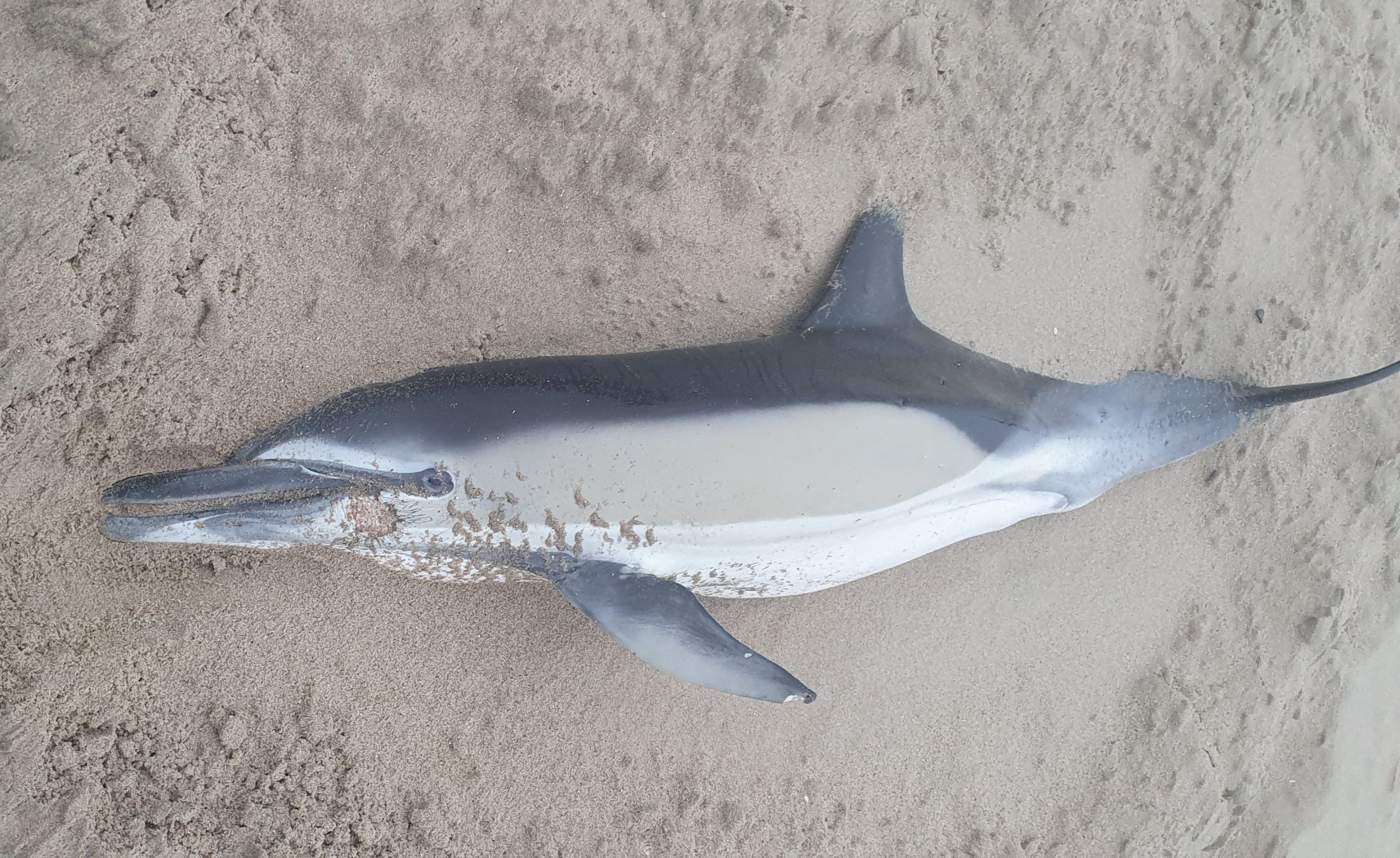 Dolfijn gestrand op de Maasvlakte