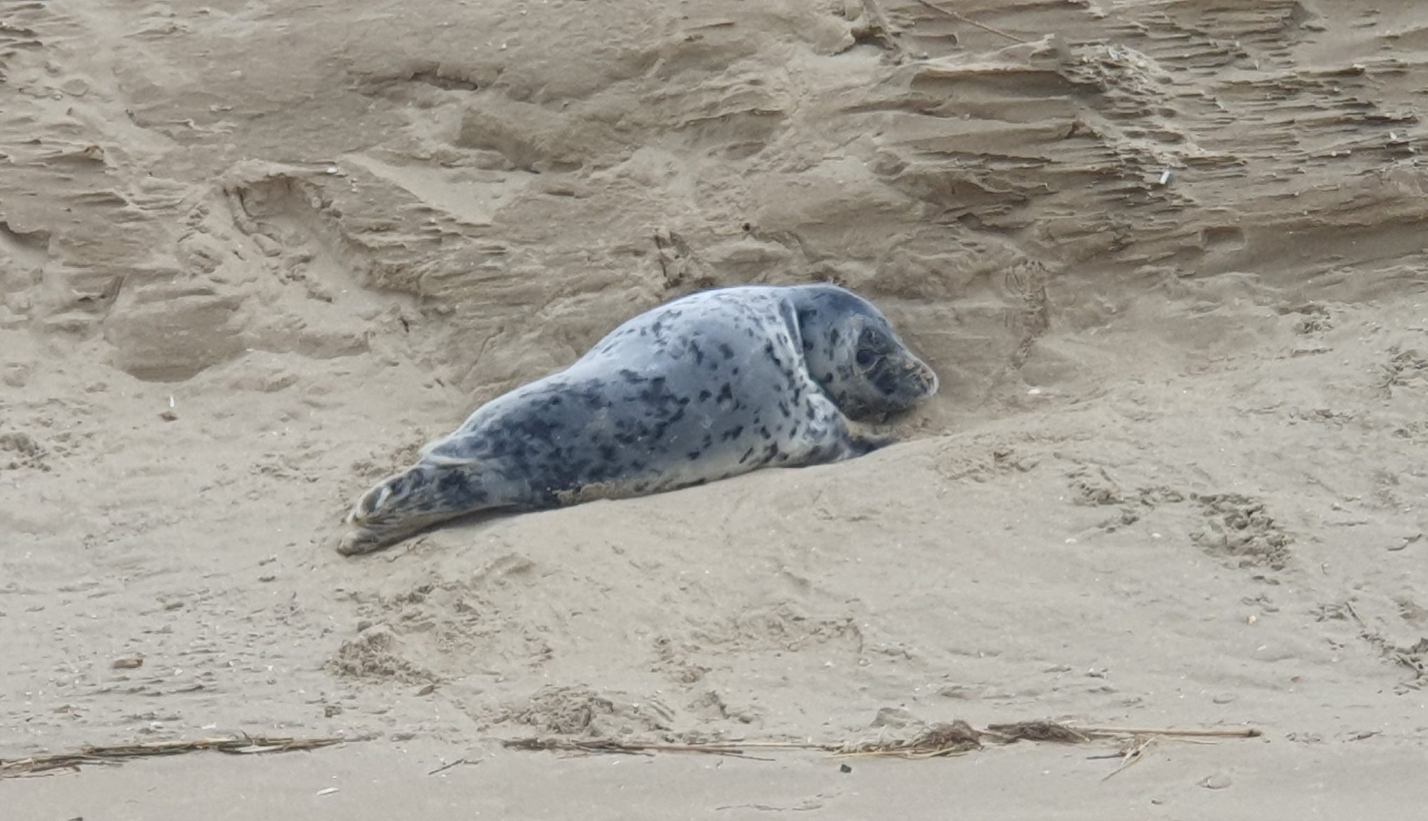 Deze pup is later doodgebeten op het strand van Rockanje