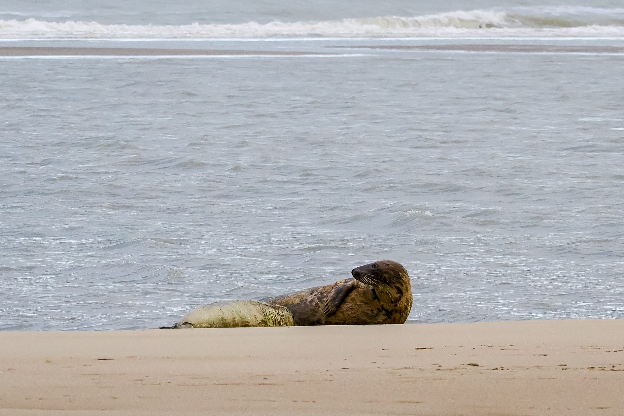 Grijze zeehond: aanwinst voor onze kust