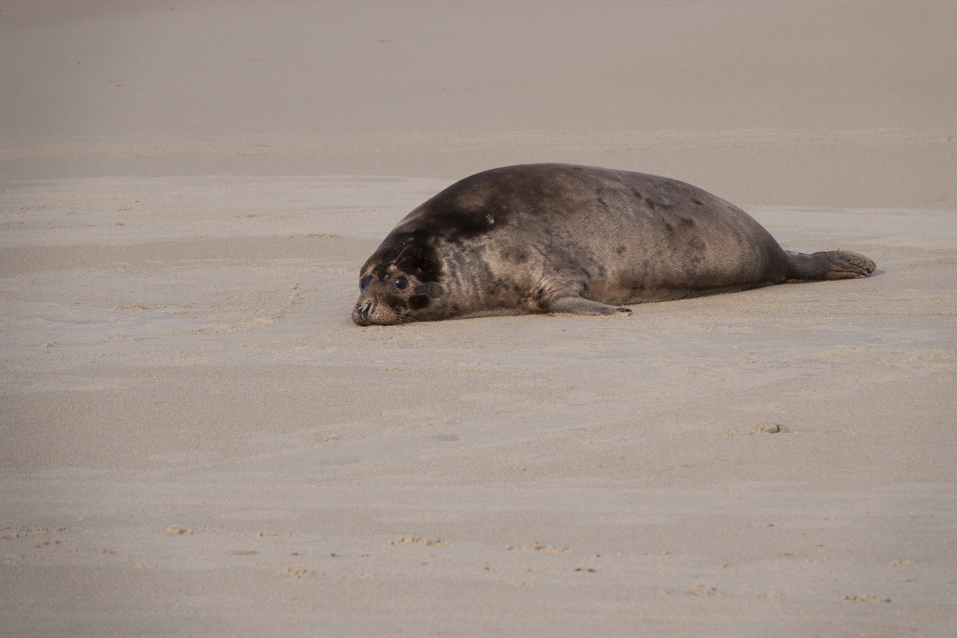 Nog meer foto's van zeehonden