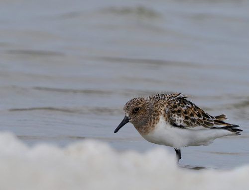 Drieteenstrandloper begint op kleur te komen