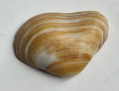 Waarom heeft deze strandschelp een deukje?