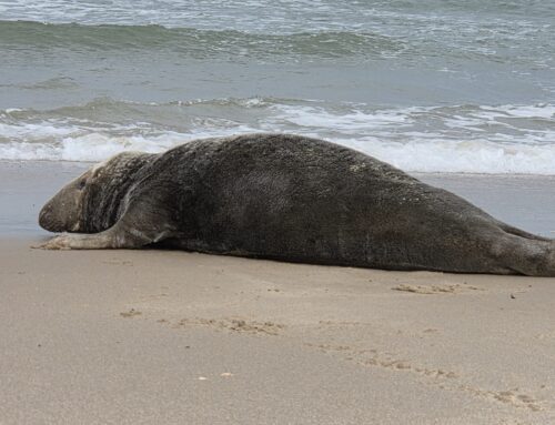 Melding: grote zeehond op het strand!