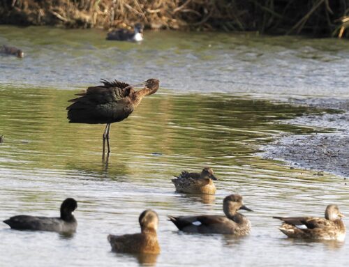Zwarte ibis op bezoek