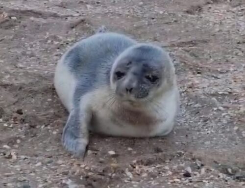 Een zeer zeldzame gast op het strand van Rockanje.