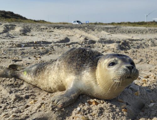 Voor de 2e maal gestrand