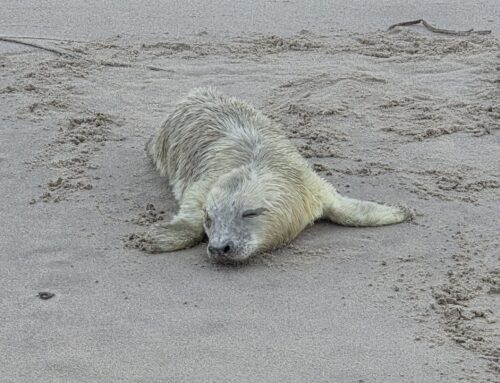 Wel een hele vroege witte kerst!
