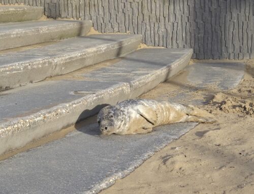 Huiler onderaan de trap bij de 1e Slag in Rockanje….