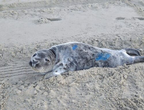 Alleen op de wereld…