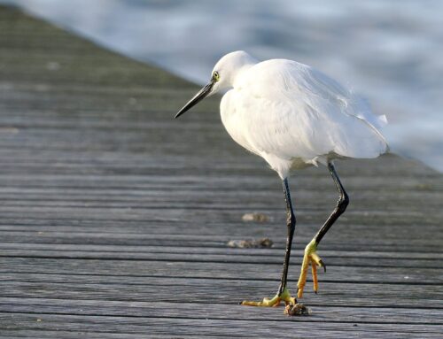 De gele tenen van de Kleine zilverreiger