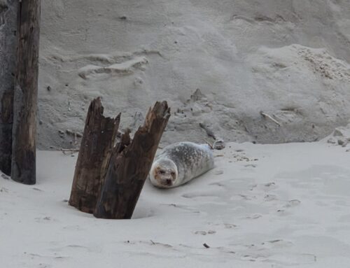Te ziek om terug naar zee te gaan.