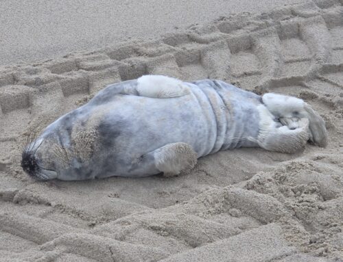 Met wanten en sokken..