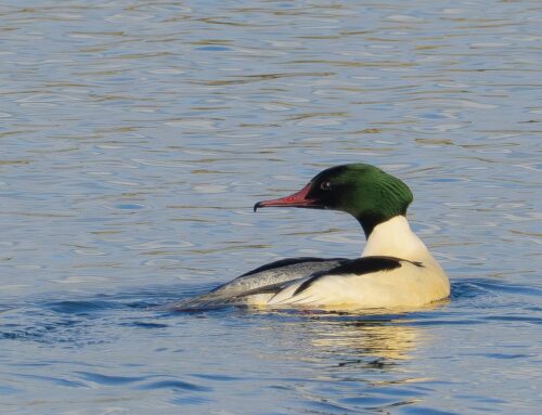 Wonderschone Grote zaagbek