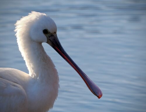 Jonge lepelaar met glimmende snavel