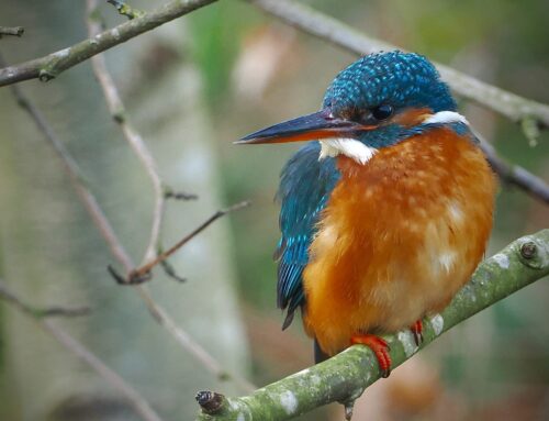 IJsvogel in het zonnetje gezet