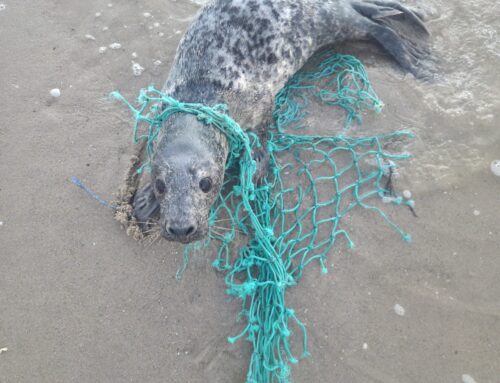 Zo klinkt een dier in nood!  #verstrikt